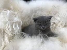 Did you scroll all this way to get facts about munchkin cat? Munchkin Cats For Sale Georgia 85 Ga 224402 Petzlover