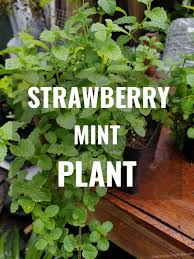 Mint likes moist, but not waterlogged, conditions around its roots due to its mediterranean stream bank origin. Strawberry Mint Plant Everything You Need To Know Gardening Brain