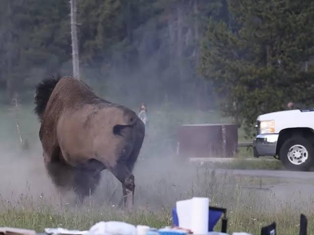 Grandfather tossed by bison comes out of surgery | Toronto Sun