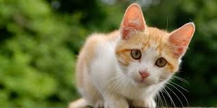 R&eacute;sultat de recherche d'images pour