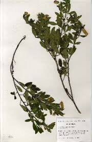 Image result for Crotalaria barkae