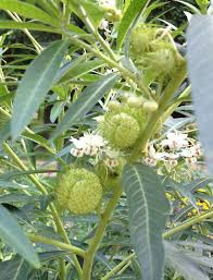Taking Care Of The Family Jewels The Impatient Gardener Plant Care Milkweed Family Jewels
