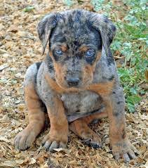 Catahoula Leopard Dog Friends Of The Dog