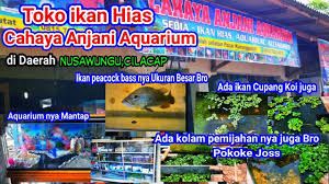 Toko Ikan Hias Cahaya Anjani Aquarium Di Daerah Nusawungu Cilacap Jawa Tengah Youtube