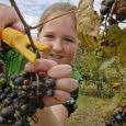 Schade Vineyards: Fruit of the Volga Vine