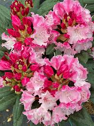 Image result for Rhododendron