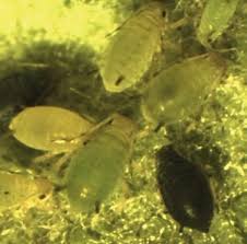 Gypsy moths are a major pest across the united states of america. Pests Of Apple Springerlink