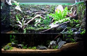 15g Paludarium Journal Amazing Aquariums Water Terrarium Aquatic Turtle Habitat
