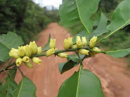 Image result for Albertisia