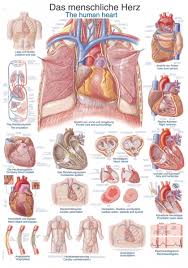 Maybe you would like to learn more about one of these? Chart The Human Heart 50x70cm Size 50 X 70 Cm Anatomical Charts Erler Zimmer