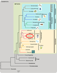 chironex fleckeri classification