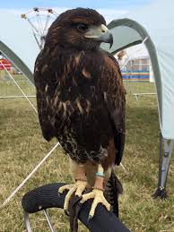 Bird of prey pest control. Bird Of Prey Management Course Sky Birds Of Prey