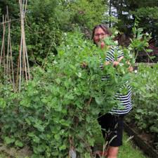 For more information about sweet. Growing Peas Mangetout And Broad Beans