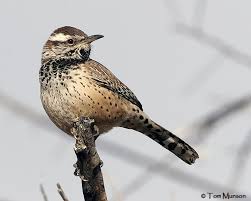 Sahara desert, morocco — the most popular runner in one of the world's most difficult races is, strictly speaking, not an official entrant. The Cactus Wren S Signature Voice Birdnote
