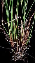 Image result for Juncus lomatophyllus