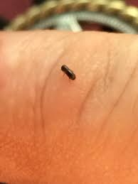 In the wild these snails will live for around 1 year. Tiny Flying Black Beattle Like Bug 247845 Ask Extension