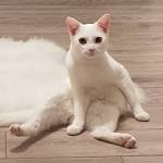 Turkish Angora Cat Breed Profile | Petfinder