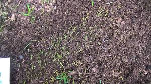 How high does grass grow? Germinating Lawn Seed Buried Under To Thick A Peat Moss Ap Youtube
