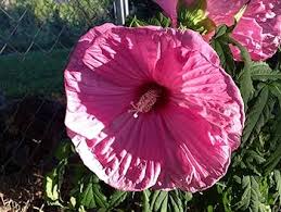 Image result for Hibiscus mechowii