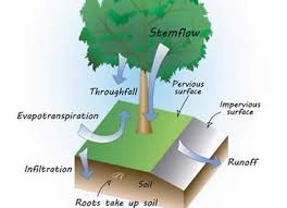 Increasing the soil's organic content also increases the amount of water that soil can hold. Soak Up The Rain Trees Help Reduce Runoff Us Epa