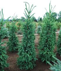 Best in full sun with well drained… living christmas tree | norway spruce. Picea Abies Cupressina Norway Spruce