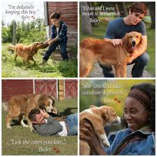 A Dog S Purpose Homemade Dog Treats Plus A Blu Ray Dvd Giveaway Ends 5 15 17 A Dogs Purpose A Dogs Purpose Movie Dog Movies