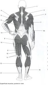 Posterior Muscles Unlabeled Human Muscle Anatomy Muscle Anatomy Muscular System