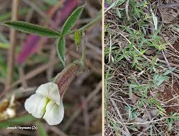 Image result for Pearsonia