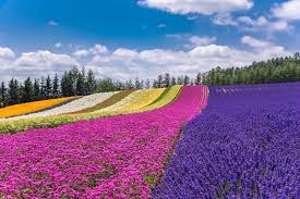 Farm Tomita Is Located On The Hills Of Furano Hokkaido It Is Home To The Biggest Lavender Field In Ja Different Kinds Of Flowers Flower Field Flowering Trees
