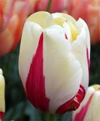 Tulip World Expression Single Late Tulips Tulips Flower Bulb Index Flowers Bulb Flowers Tulips