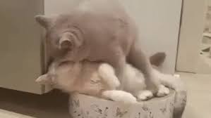 See more ideas about funny gif, funny memes, best funny pictures. Funny Animal Love Gifs Tenor