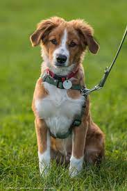 Sie zählen zu den haushunden. Unser Hund Tournatur Online De Der Blog Fur Naturbegeisterte Wohnmobilfahrer