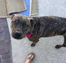 Meet hopper, an american staffordshire terrier & german shepherd dog mix dog for adoption, at athens canine rescue in athens, ga on petfinder. American Staffordshire Terrier Cattle Dog Mix