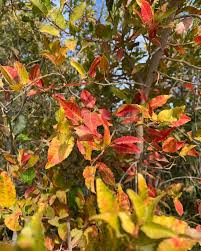 Image result for Spirostachys africana