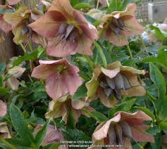 A whole new world of plants delivered to your door start shopping → order your orchard! Photo Of The Bloom Of Hellebore Helleborus Walberton S Ivory Prince Posted By Zuzu Garden Org
