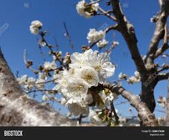 Clarke weeping double pink apricot. Flowering Apricot Tree Image Photo Free Trial Bigstock