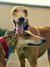 The nsw greyhound welfare code of practice allows for greater monitoring of dogs by the greyhound welfare and integrity commission (gwic). Greyhound Sanctuaries Could Create Thousands Of Jobs For Rural Nsw Echonetdaily