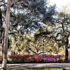 Azaleas Beginning To Bloom In Forsyth Park 2 29 12 Savannah Ga Savannah Chat Visit Savannah Springs In Georgia