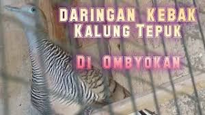 There is substantial music selection in fma's lobby and all are available free of charge download. Perkutut Daringan Kebak Kalung Tepuk Bahan Dari Ombyokan Youtube