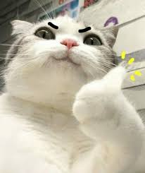 Fearless Cat Cute Cat Memes Cute Cats Funny Cat Faces