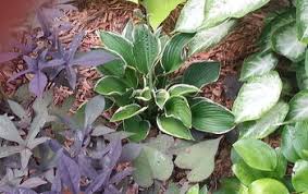Buy Sunhosta Hosta Lily | Free Shipping | Wilson Bros Gardens | 1 Gallon  Pot For Sale