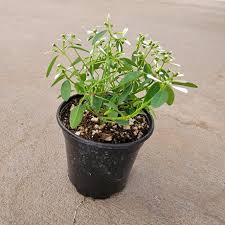 Image result for Euphorbia graminea