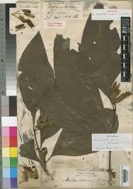 Image result for Millettia stuhlmannii