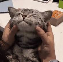 Catpat Gifs Tenor