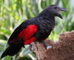 Pesquet's parrot feathers are highly prized and also high price in aviculture. I See Metal Birds Are Trendy Here S Pesquet S Parrot Aka The Dracula Parrot Natureismetal