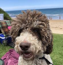 Clipping to the skin is recommended once a year. Lagotto Romagnolo Club Of Nsw