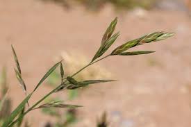 Image result for Bromus catharticus