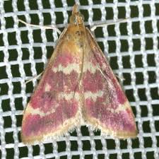 Image result for Pyrausta aerealis