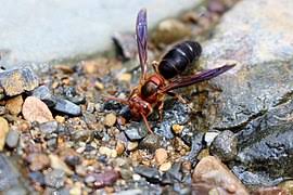 There are 534 yellow hornet for sale on etsy, and they cost ca$21.83 on average. Hornet Wikipedia