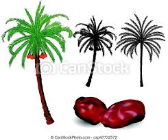The fruit contains a large seed with little flesh and a tart almost bitter flavor. Dates Palm Trees And Fruit Vector Illustration Set Of Isolated Dates Palm Tree And Fruits By Colorful And Black White Canstock